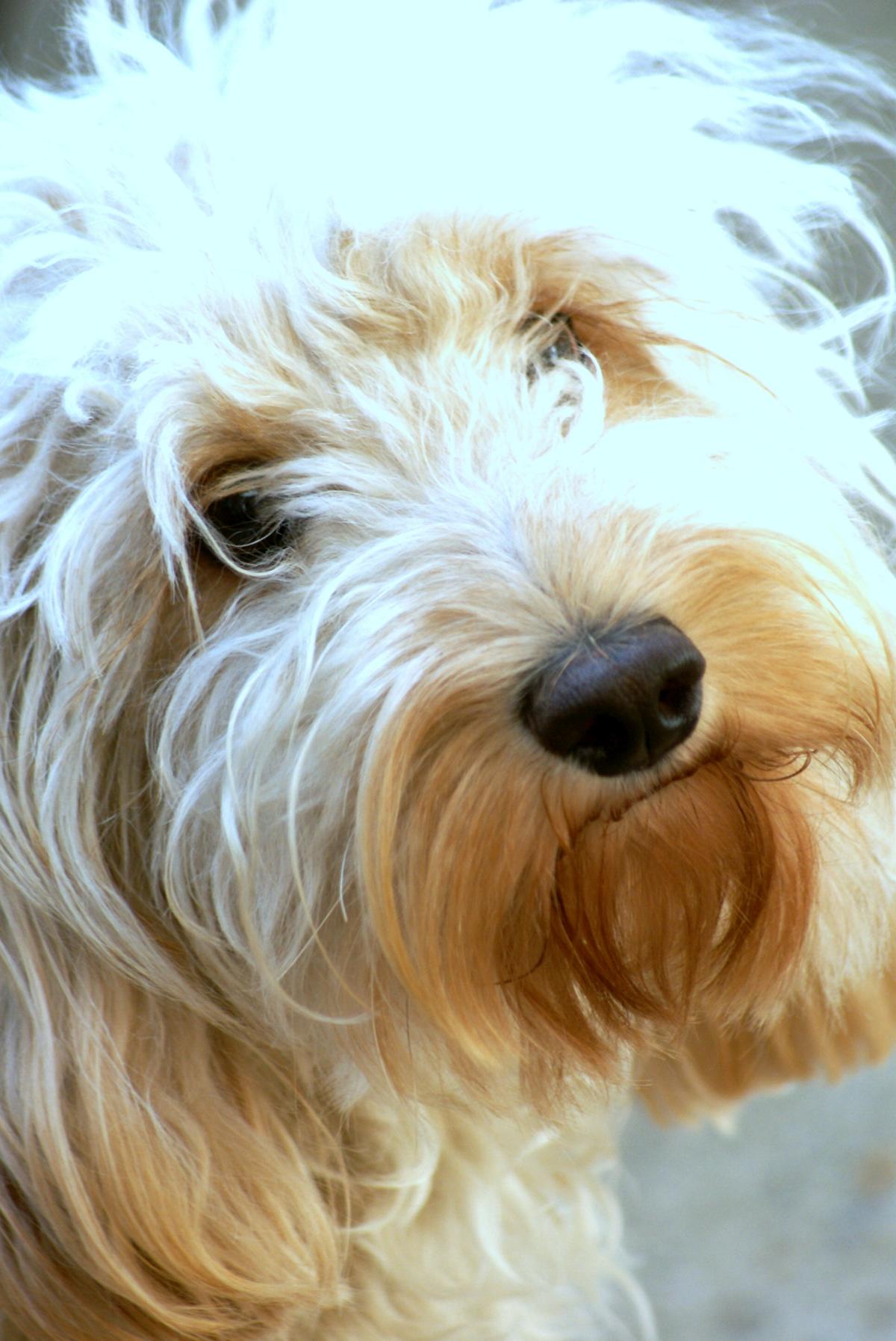 australian labradoodle